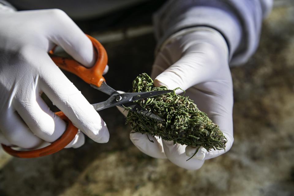 Gloved hands trimming cannabis flowers with scissors.