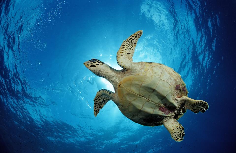 Hawksbill Turtle, Eretmochelys imbricata, Maldives, Indian Ocean, Meemu Atoll