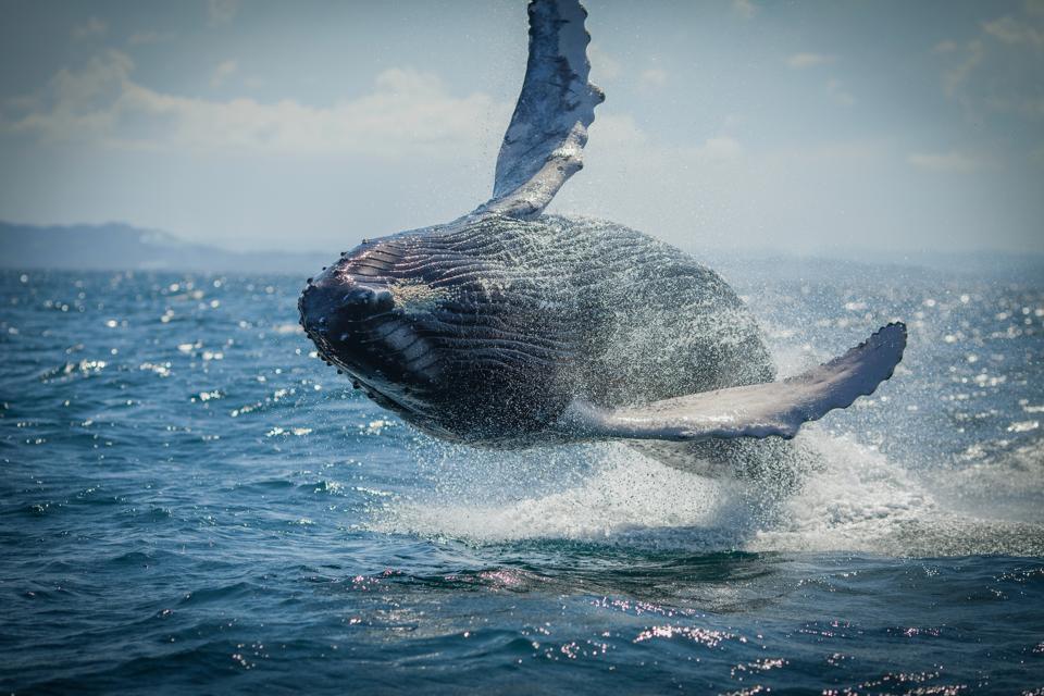 A humpback whale flips out of the water in northern Iceland