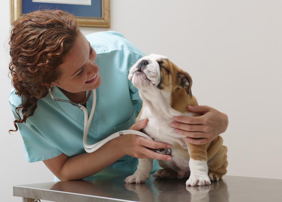 Veterinarian Examining an obviously pain-free bulldog puppy