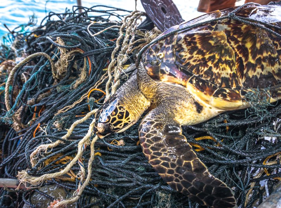 Critically Endangered Hawksbill Sea Turtle tangled Ghost Net