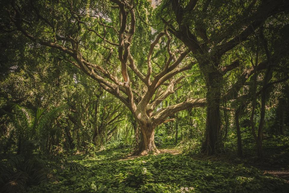 Single Earth plans to tokenize nature and biodiversity on the blockchain to save it.