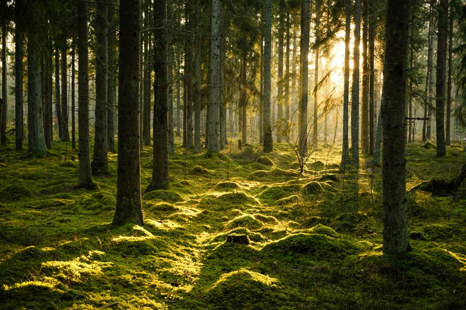 Coniferous forest in evening light with fog in winter