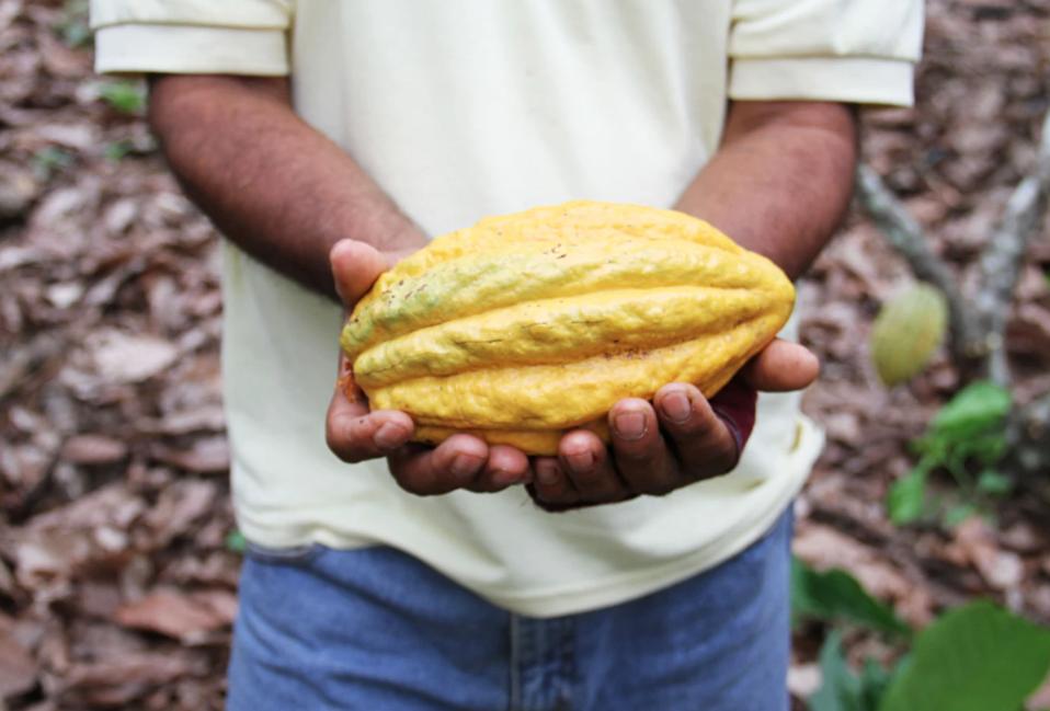 cacao pod