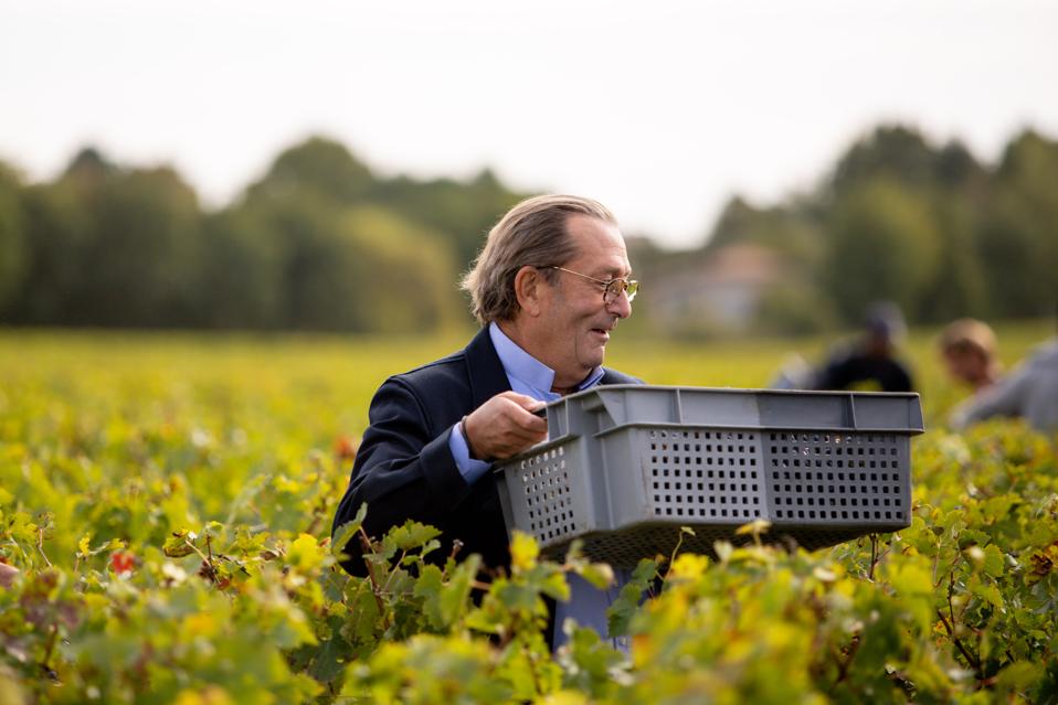 Mssr. Vuitton joins the harvest at Chateau Malartic-Lagravière in Pessac Leognan.