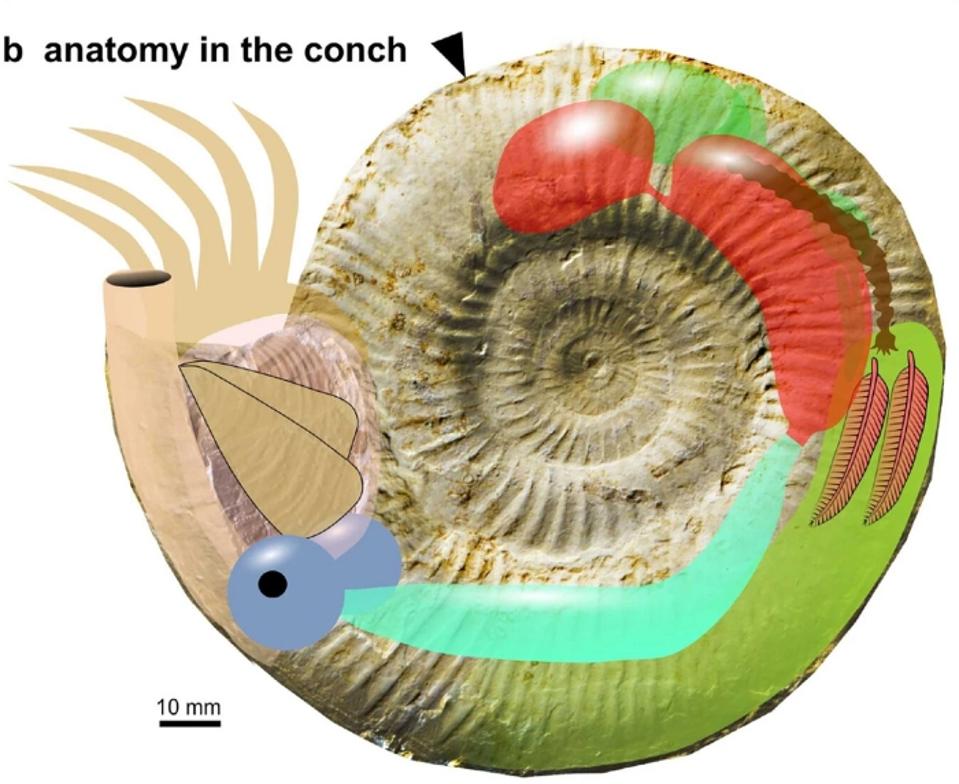 Ammonite Shell Structure 150 Million-Year-Old Fossil Of An Ammonite That Lost Its Shell Offers A ...
