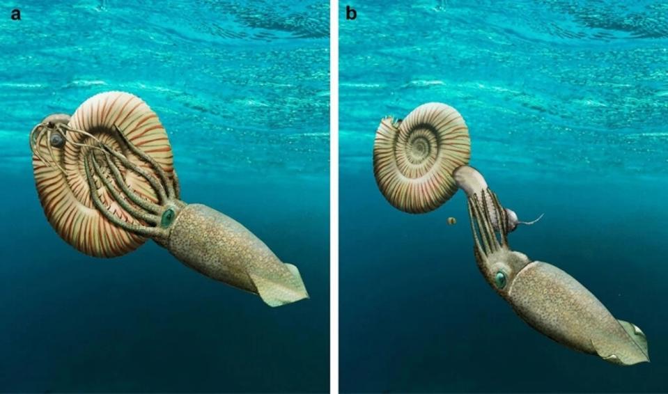Prehistoric Shell 150 Million-Year-Old Fossil Of An Ammonite That Lost Its Shell Offers A ...
