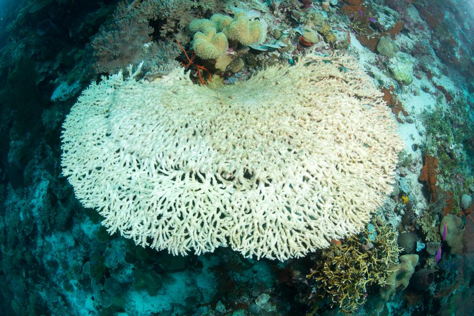 Dead table coral bleaching in Wakatobi National Park, Indonesia.
