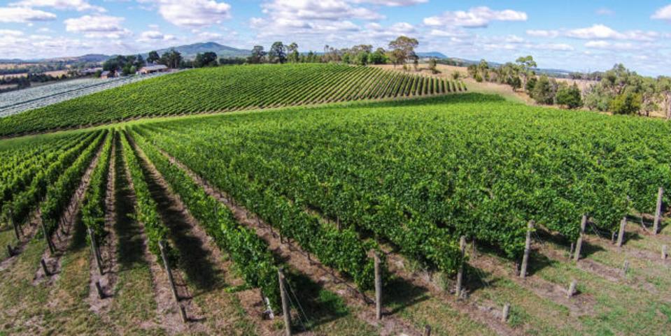 Green vineyard with blue sky.