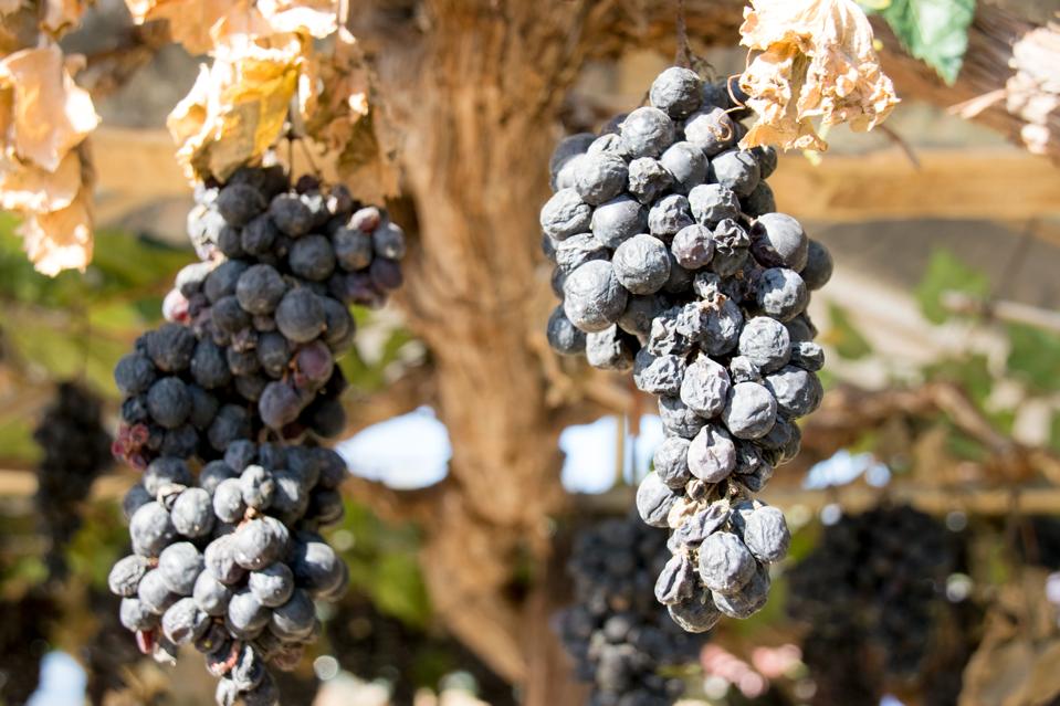 Close up Red grape dried on the vine