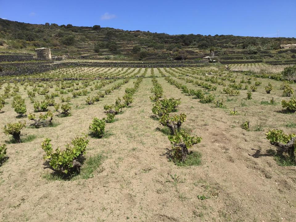 A Donnafugata vineyard on the island of Pantelleria