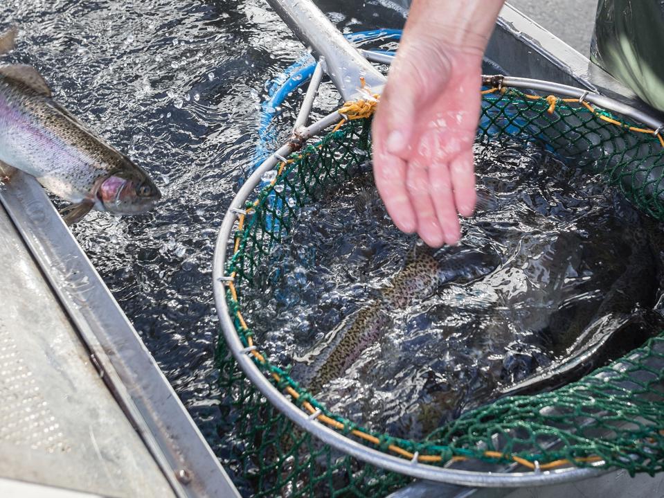 The Amazing Ways You Can Combine AI, 5G, And Machine Vision To Transform Fish Farming