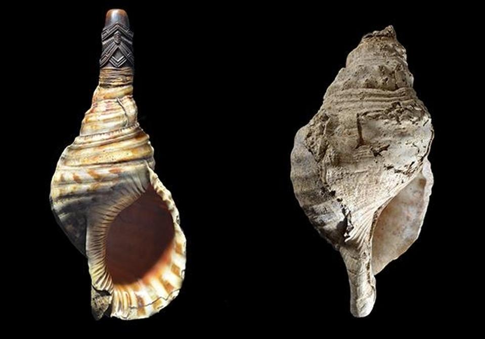 18,000-Year-Old Seashell Is Earliest Musical Instrument Of Its Kind