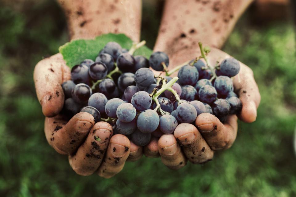 Grapes harvest