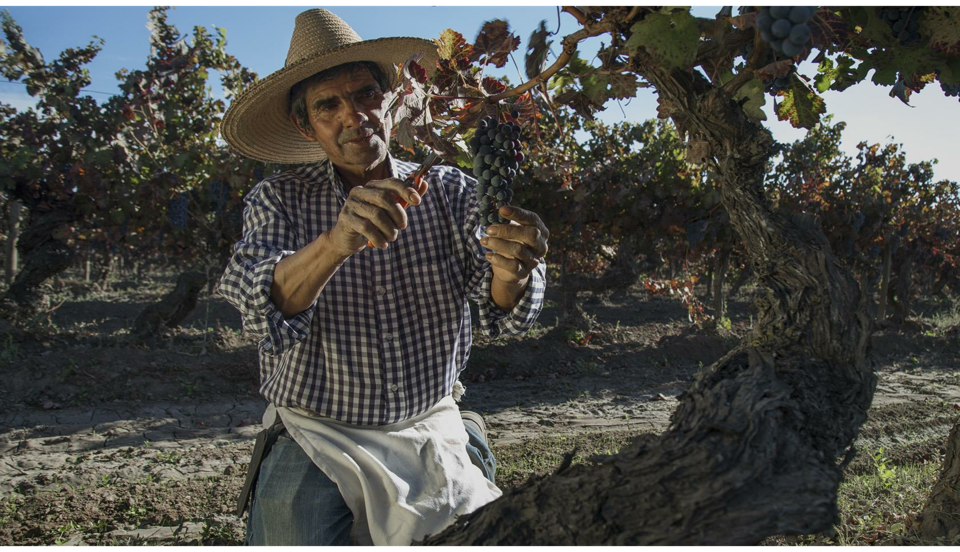 Vineyards are worked by hand at Miguel Torres Chile.
