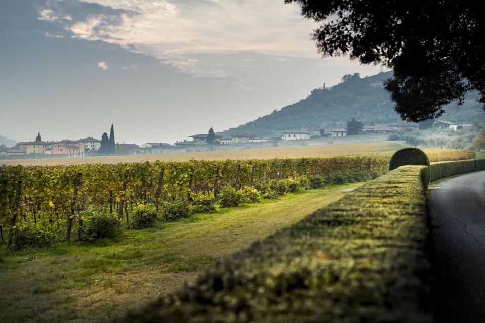Serego Alighieri vineyards in Valpolicella, Italy.