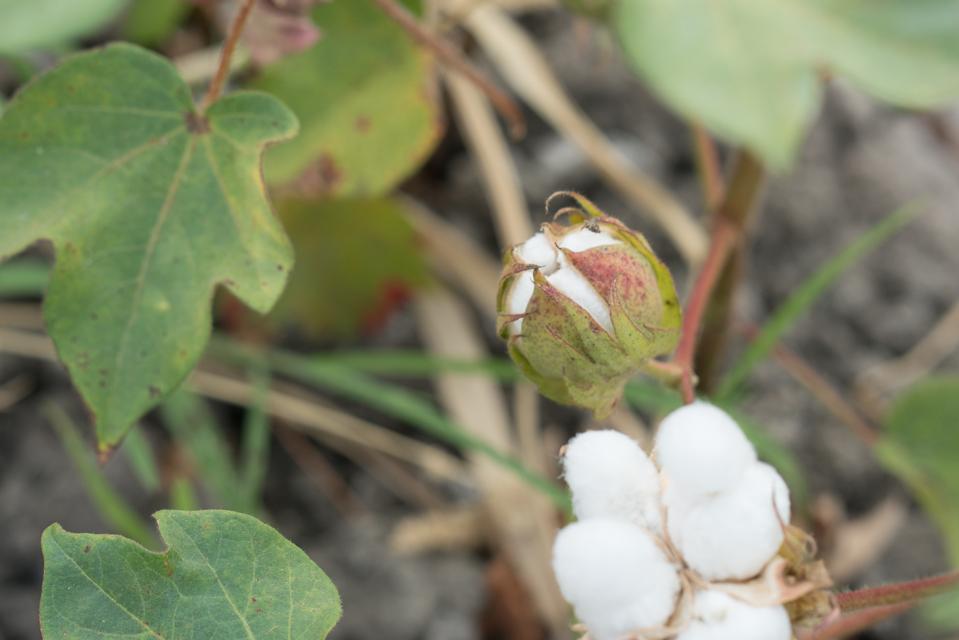 Organic cotton plant