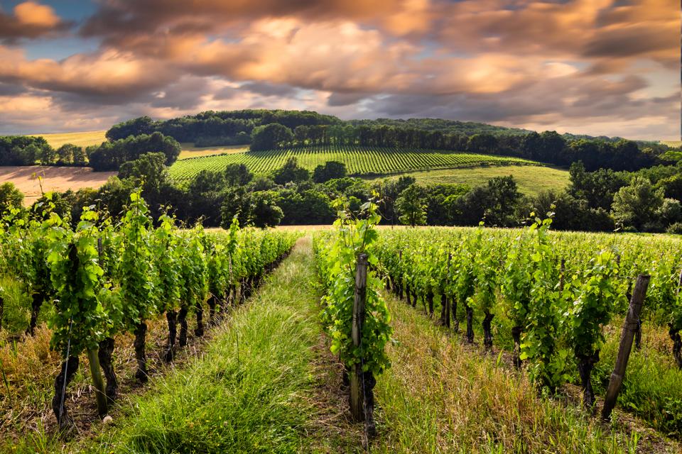 View with vineyards at sunset in Bordeaux, France
