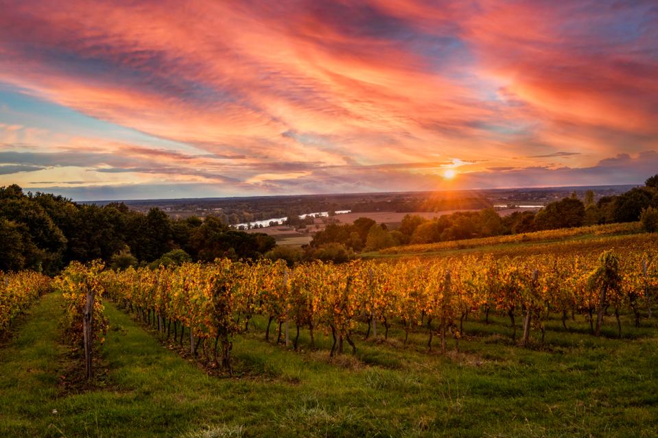 Bordeaux Vineyard at sunrise in autumn, Gironde