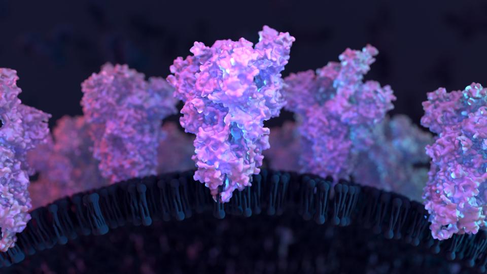 Spike proteinĀ of SARS-CoV-2, Mutation in the spike protein that the virus uses to bind to the human ACE2 receptor. Mutation sped up spread of coronavirus.