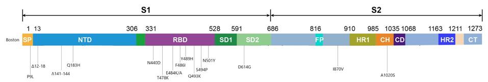Figure 3. Visual representation of the spike protein mutations.