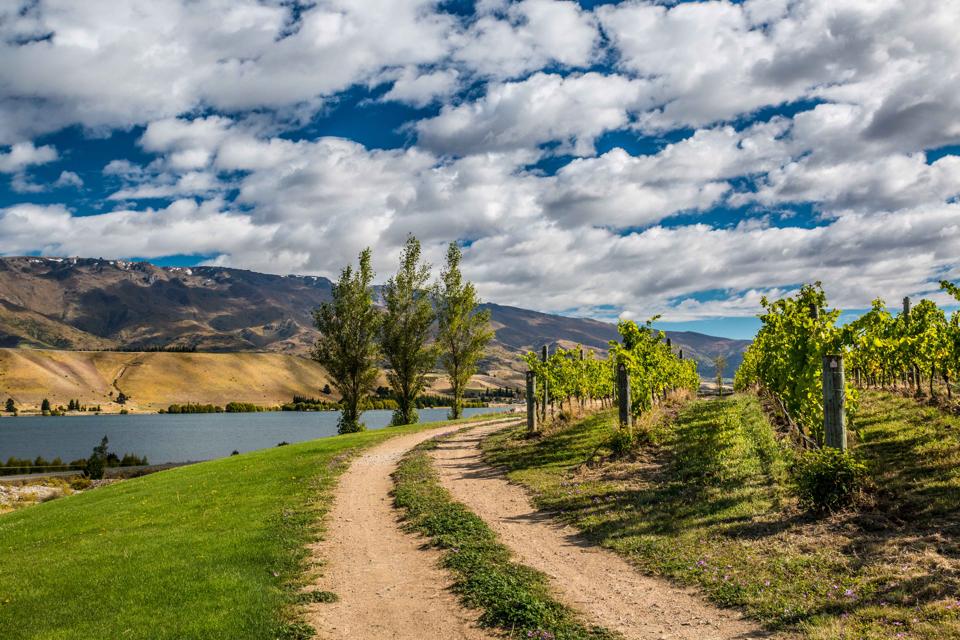 vineyards beneath clouds next to a lake