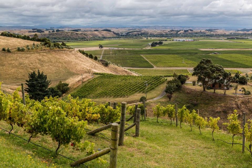 Green vineyards across hills with blue and gray clouds above. 