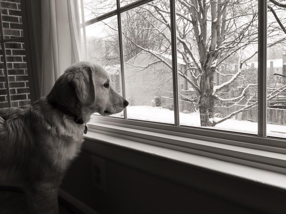 Golden Retriever Looking Through Window During Winter