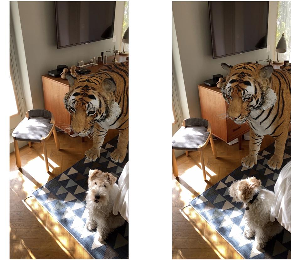 Google 3d Animals How To View Awesome Beasts From Sharks To Tigers In Life Size 3d google 3d animals how to view awesome