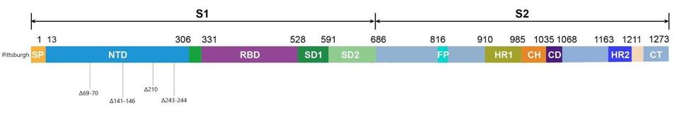 Figure 3. Linear visualization of the Pittsburgh patient’s spike protein genome.