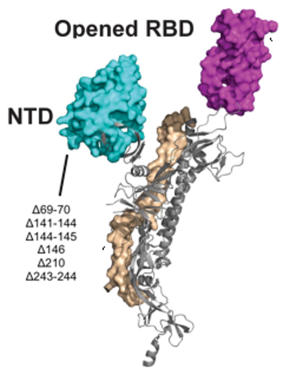 Figure 5. A 3D visualization of the N-terminal domain with notation of the Pittsburgh patient mutations.