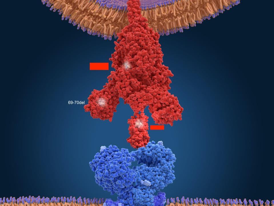 Figure 6. Another 3D visualization of SARS-CoV-2 connecting with an ACE2 receptor.