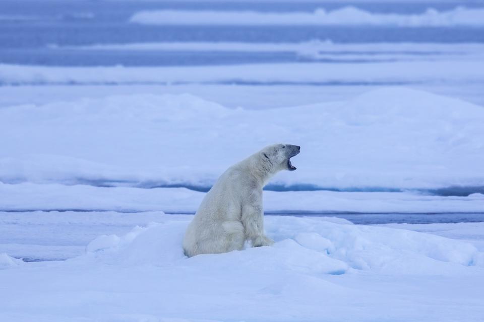 Polar Bear