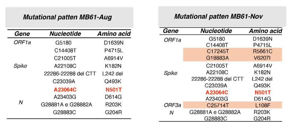Table 1. Mutational pattern of the two isolates MB61-Aug and MB61-Nov, which were obtained from the same patient 4 months apart.