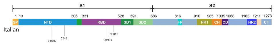 Figure 1. Linear visual representation of spike protein in viral genomes from the Italian patient.