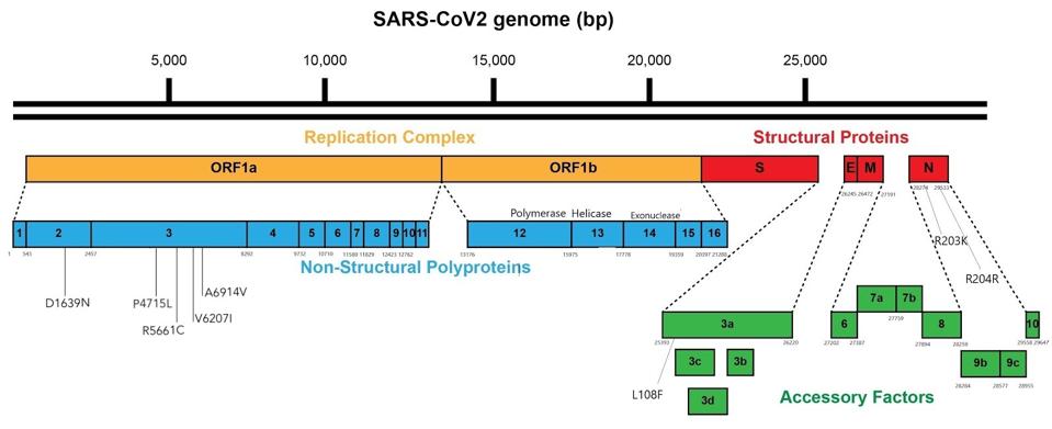 Figure 2. Linear visual representation of the mutations outside the spike protein in viral genomes from the Italian patient.
