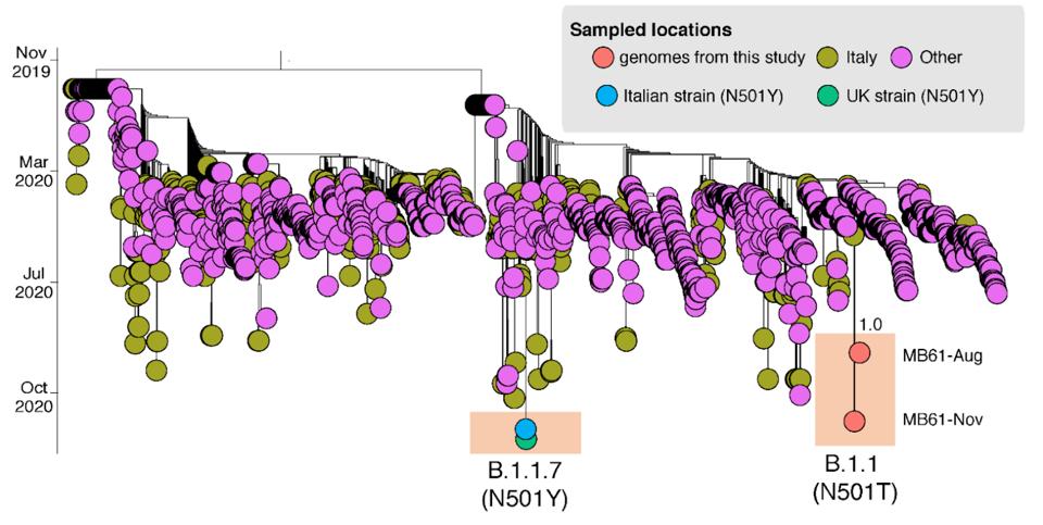 Figure 3. Time-scaled maximum likelihood tree including MB61-Aug and MB61-Nov plus 2137 sequences representative of the global SARS-CoV-2 epidemic.