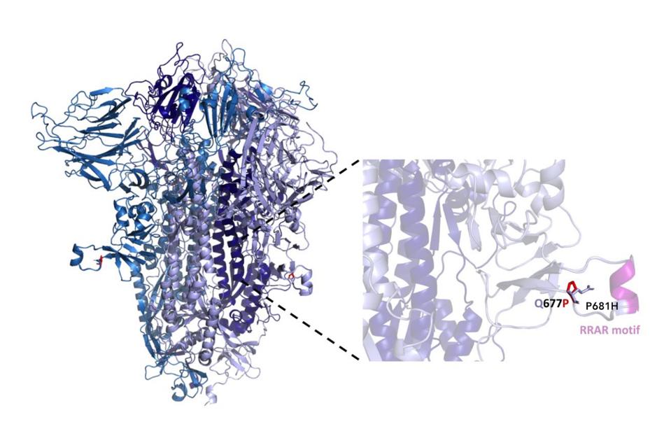Figure 2. Structure of SARS-CoV-2 Spike protein denoting location of Q677P within a disordered loop adjacent to the furin cleavage site.