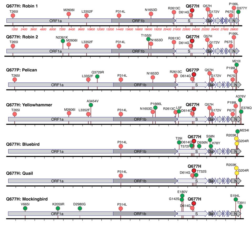 Figure 1. Lineage-specific and shared amino acid polymorphisms of US S:Q677P and S:677H variants.