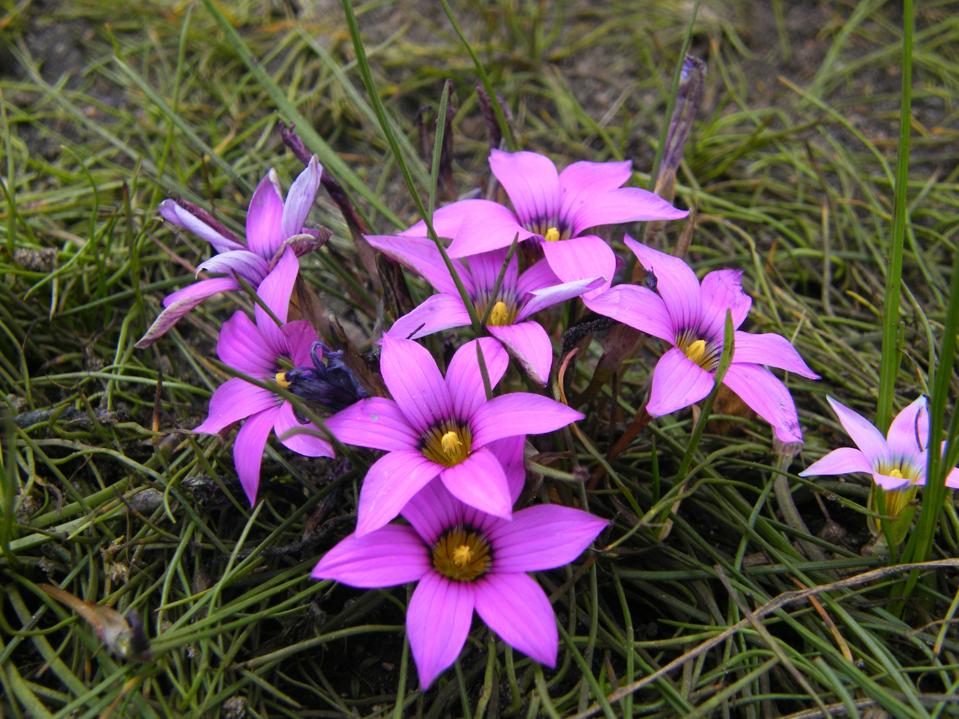 Onion grass (Romulea rosea) Credit: Andrew Massyn / CC BY-SA 3.0