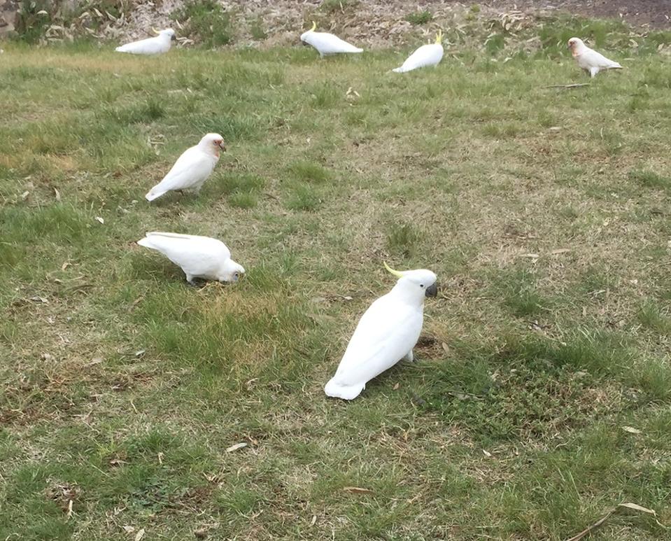 cockatoos Credit: Gregory Moore