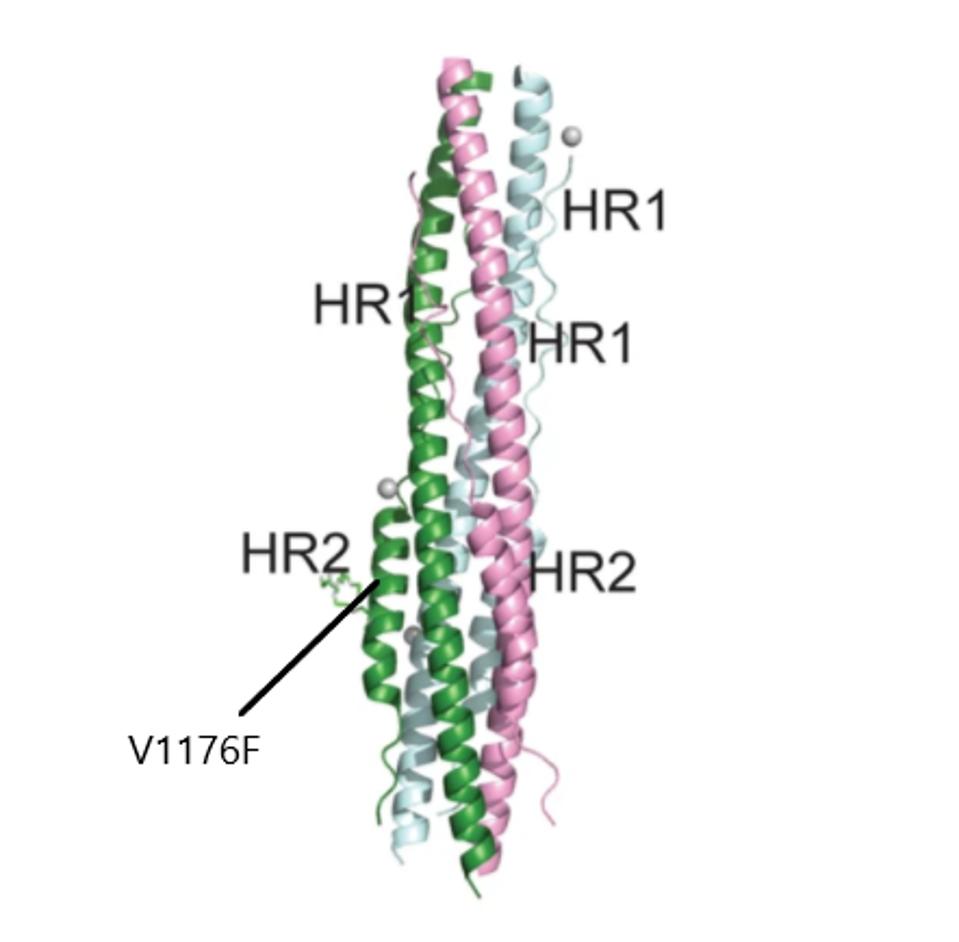 The six-helix structure formed by HR1 and HR2 of the S2 subunit.