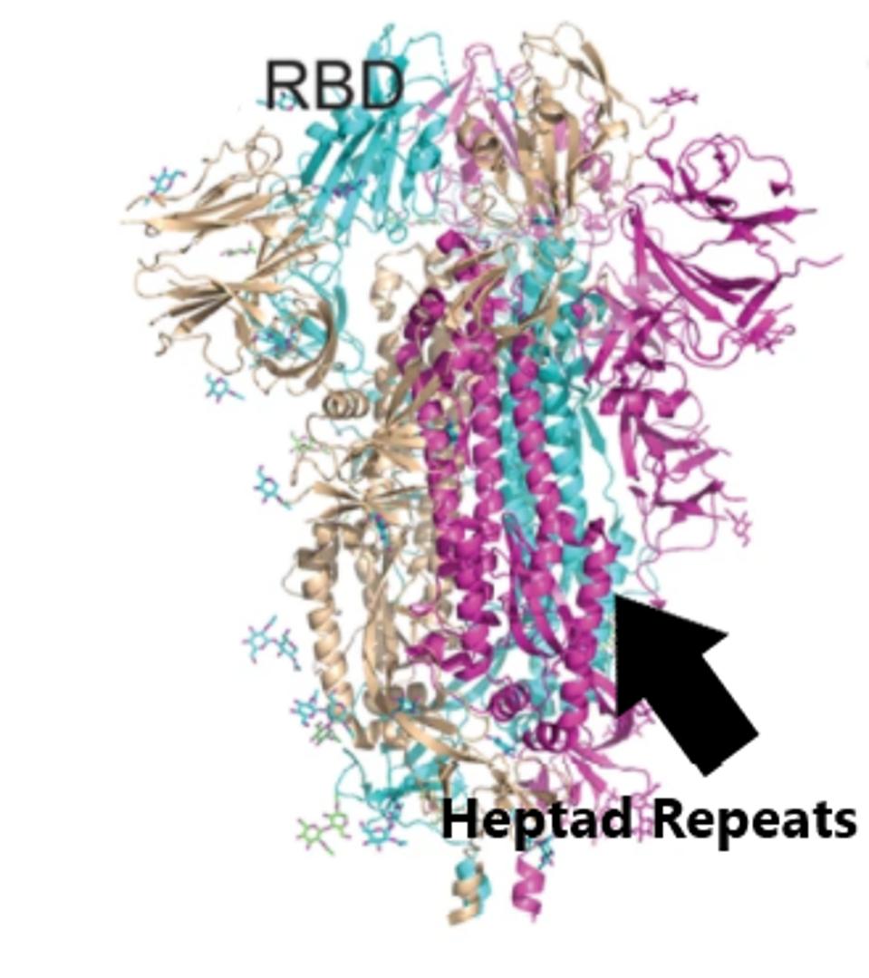 Schematic representation of the SARS-CoV-2 spike.
