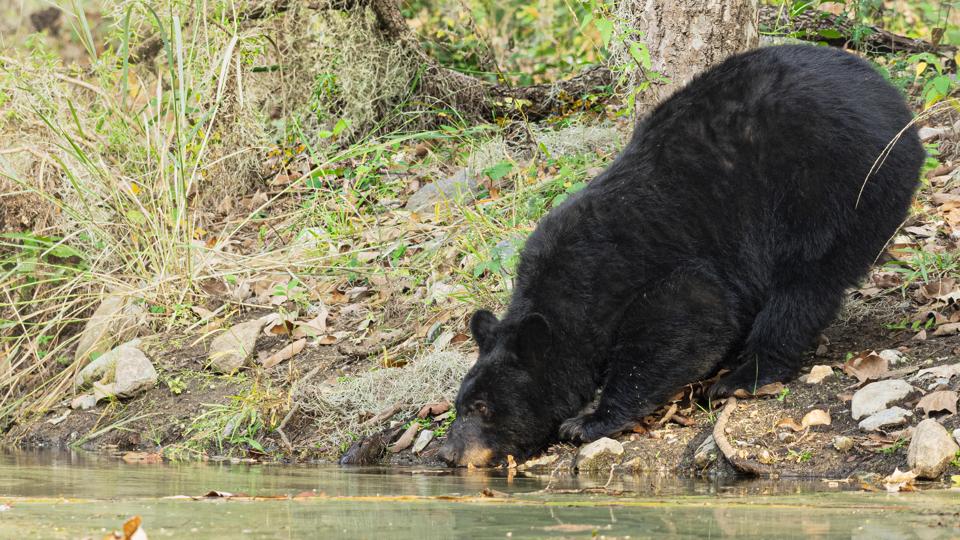 Un oso negro (Ursus americanus) en el Parque Nacional Compress de Monterrey en el noreste de México.