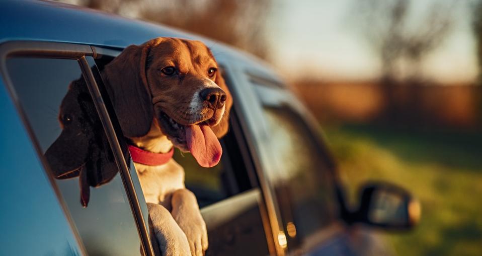 Happy dog in car window in nature