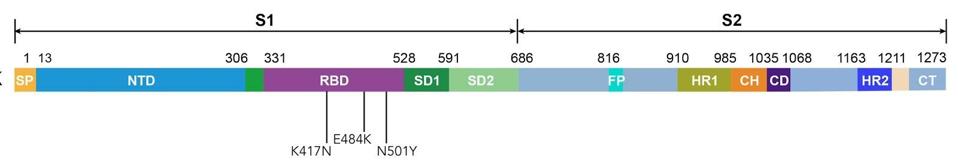 Figure 1. Linear representation of the spike protein with mutations N501Y, K417N, and E484K.