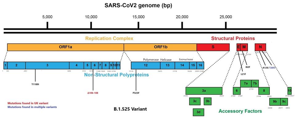 Graphic depicting mutations to Nigerian variant.