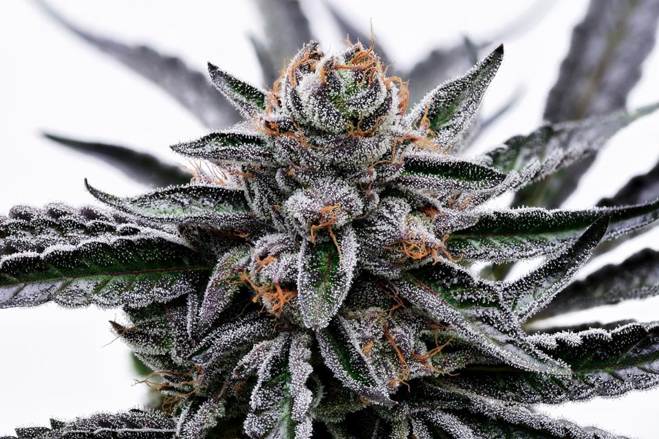 A close-up of cannabis flower (cultivar: Forum GSC x Dogwalker OG) grown by Green Bodhi.