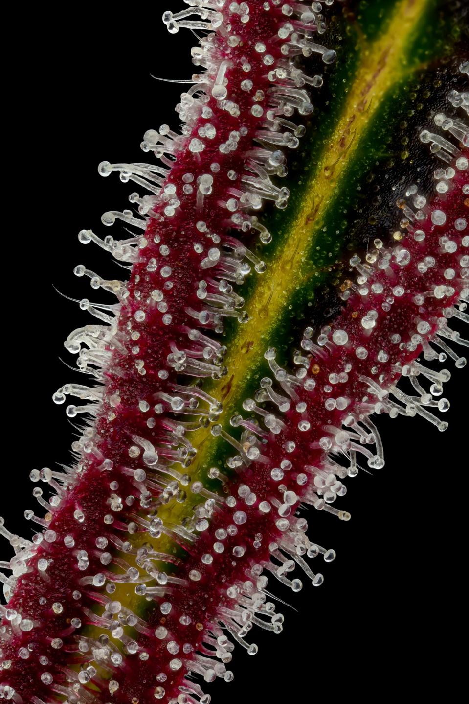 Close-up of cannabis trichomes (cultivar: Pu Tang) grown by Green Bodhi.