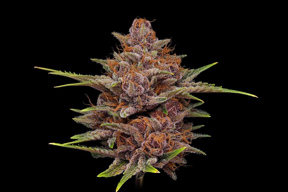 Cannabis flower (cultivar: Star Pupil) on a black background grown by Storm Cannabis.